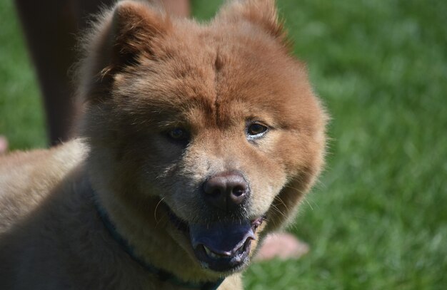 Cachorro chow afeitado realmente adorable de China