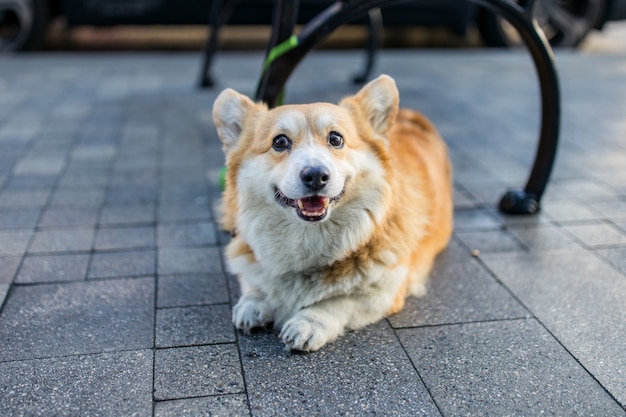 Cachorro Corgi marrón y blanco sobre piso de concreto gris