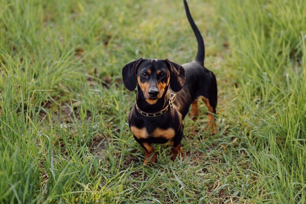 cachorro en la hierba