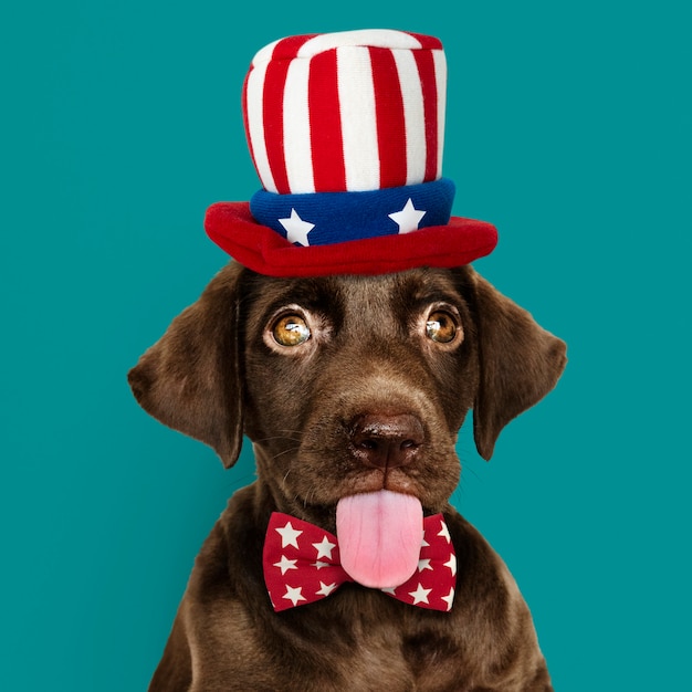 Foto gratuita cachorro labrador americano