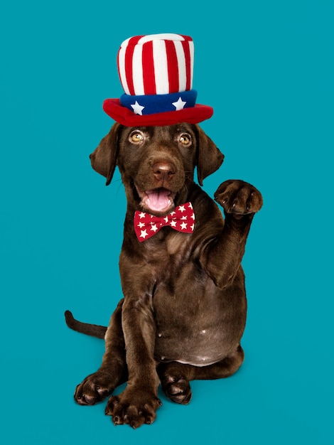 Foto gratuita cachorro labrador americano