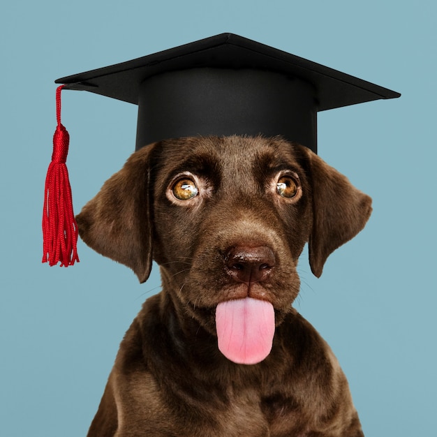 Foto gratuita cachorro labrador graduandose