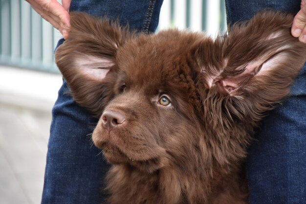 Cachorro marrón chocolate de aspecto tonto que parece un ewok