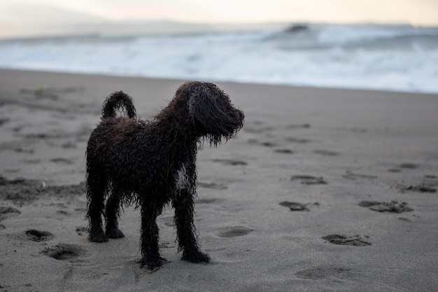Cachorro mojado admirando el océano en la playa de arena al amanecer