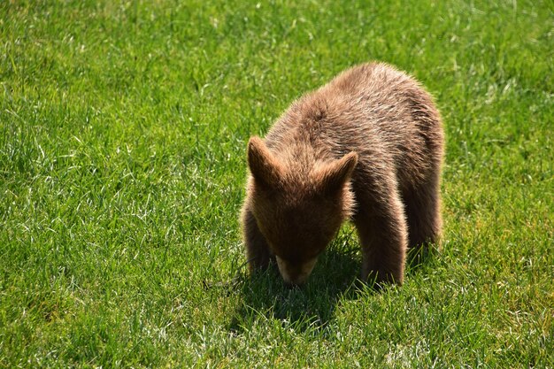 Cachorro de oso negro marrón bebé en Dakota del Sur en el verano.