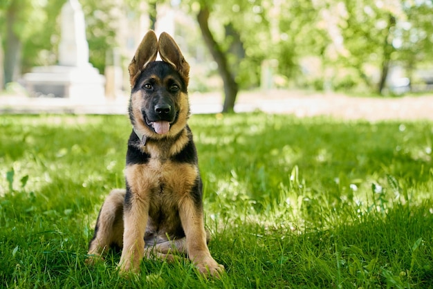 Cachorro con pedigrí en el cuello sentado en la hierba en el parque