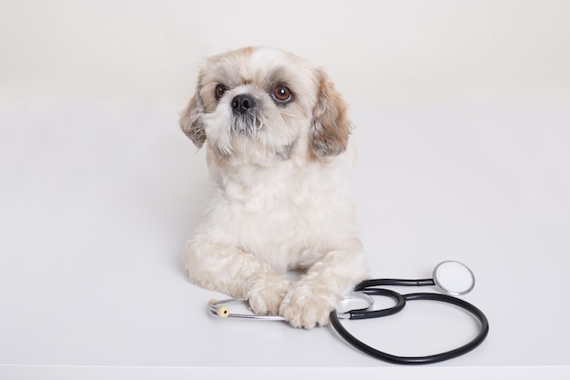 Cachorro Pekinés con estetoscopio cerca de sus patas posando