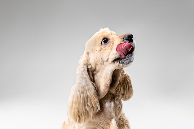 Cachorro de perro de aguas americano. Retrato de lindo perrito o mascota mullida arreglada está jugando aislado sobre fondo gris. Foto de estudio. Espacio negativo para insertar su texto o imagen.