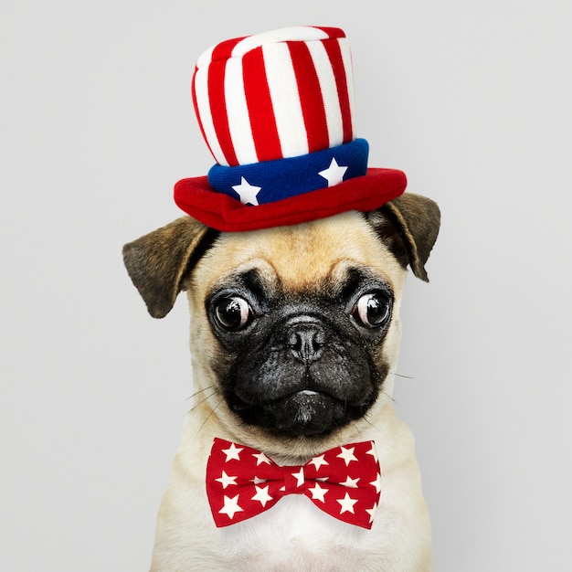 Cachorro de pug americano