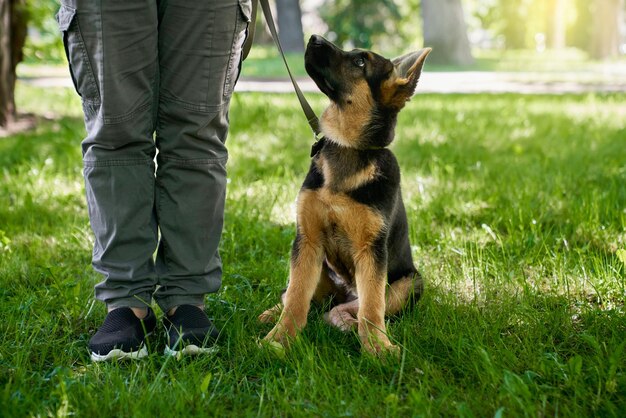 Cachorro sentado cerca de las piernas del dueño en el parque de verano