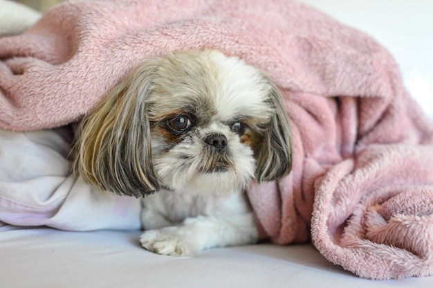 Cachorro de Shih Tzu acostado debajo de una manta en la cama