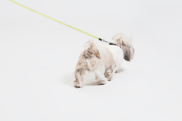 Foto gratuita cachorro de shih-tzu con lazo naranja. lindo perrito o mascota se encuentra aislado sobre fondo blanco. el perro crisantemo. espacio negativo para insertar su texto o imagen.