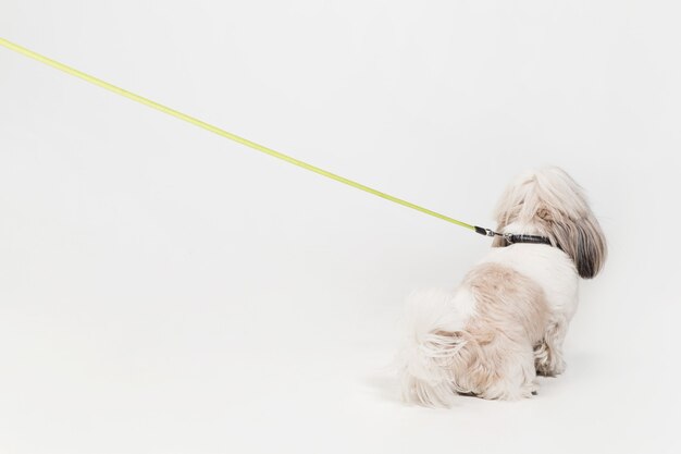 Cachorro de Shih-tzu con lazo naranja. Lindo perrito o mascota se encuentra aislado sobre fondo blanco. El perro crisantemo. Espacio negativo para insertar su texto o imagen.