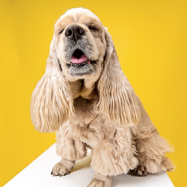 Foto gratuita cachorro de spaniel americano posando