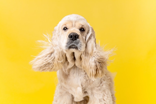 Cachorro de spaniel americano