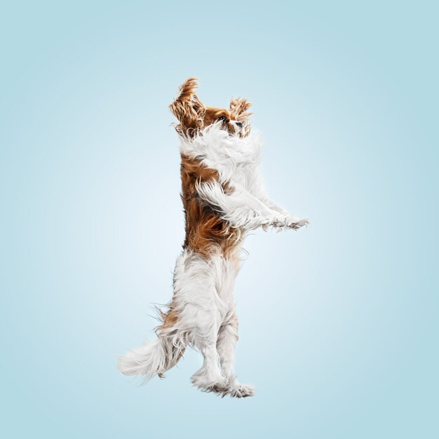 Cachorro Spaniel jugando en el estudio. Lindo perrito o mascota está saltando aislado sobre fondo azul. El Cavalier King Charles. Espacio negativo para insertar su texto o imagen. Concepto de movimiento, derechos de los animales.