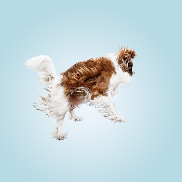 Cachorro Spaniel jugando en el estudio. Lindo perrito o mascota está saltando aislado sobre fondo azul. El Cavalier King Charles. Espacio negativo para insertar su texto o imagen. Concepto de movimiento, derechos de los animales.