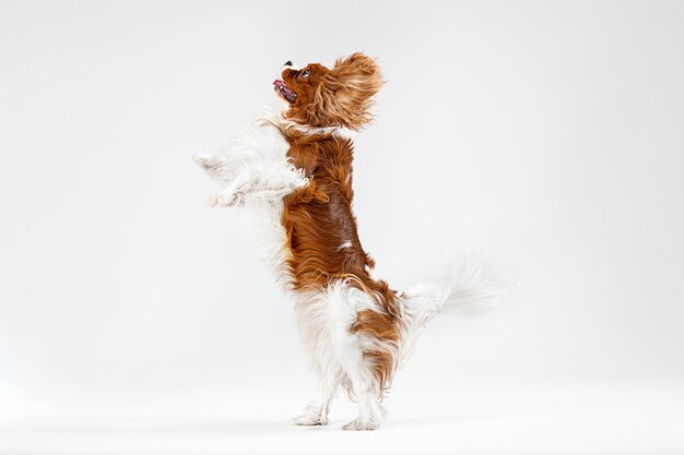 Cachorro Spaniel jugando en el estudio. Lindo perrito o mascota está saltando aislado sobre fondo blanco. El Cavalier King Charles. Espacio negativo para insertar su texto o imagen. Concepto de movimiento, derechos de los animales.