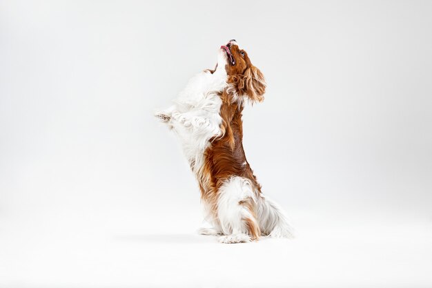 Cachorro Spaniel jugando en el estudio. Lindo perrito o mascota está saltando aislado sobre fondo blanco. El Cavalier King Charles. Espacio negativo para insertar su texto o imagen. Concepto de movimiento, derechos de los animales.