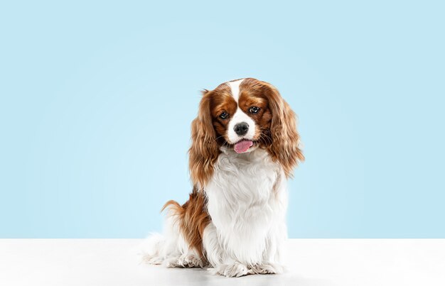 Cachorro Spaniel jugando en el estudio. Lindo perrito o mascota está sentado aislado sobre fondo azul. El Cavalier King Charles. Espacio negativo para insertar su texto o imagen. Concepto de movimiento, derechos de los animales.