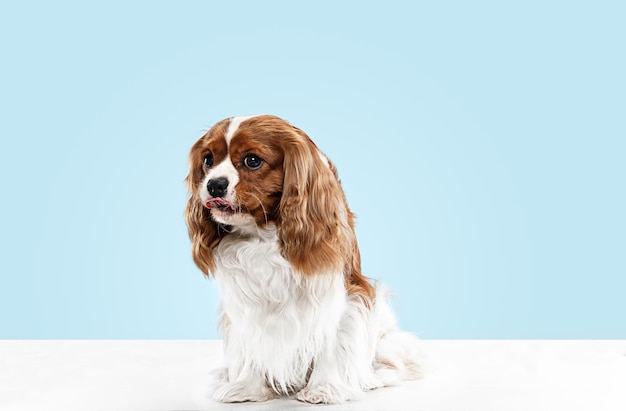 Cachorro Spaniel jugando en el estudio. Lindo perrito o mascota está sentado aislado sobre fondo azul. El Cavalier King Charles. Espacio negativo para insertar su texto o imagen. Concepto de movimiento, derechos de los animales.