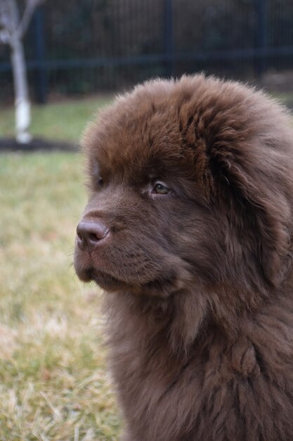 Cachorro de Terranova marrón joven somnoliento con los ojos caídos