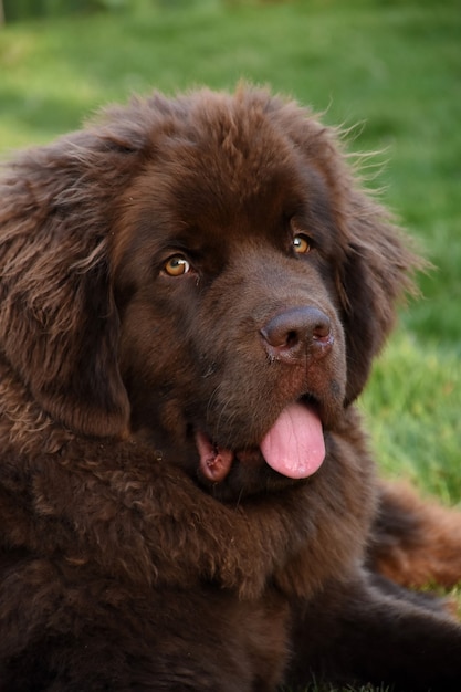 Cachorro de Terranova marrón con su lengua sobresaliendo