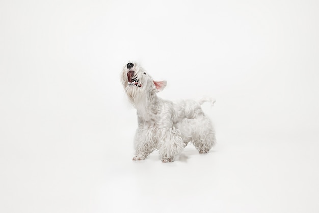 Cachorro de terrier arreglado con pelaje esponjoso. Lindo perrito blanco o mascota está jugando y corriendo aislado sobre fondo blanco.