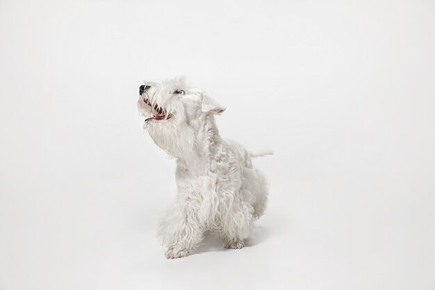 Cachorro de terrier arreglado con pelaje esponjoso. Lindo perrito blanco o mascota está jugando y corriendo aislado sobre fondo blanco.