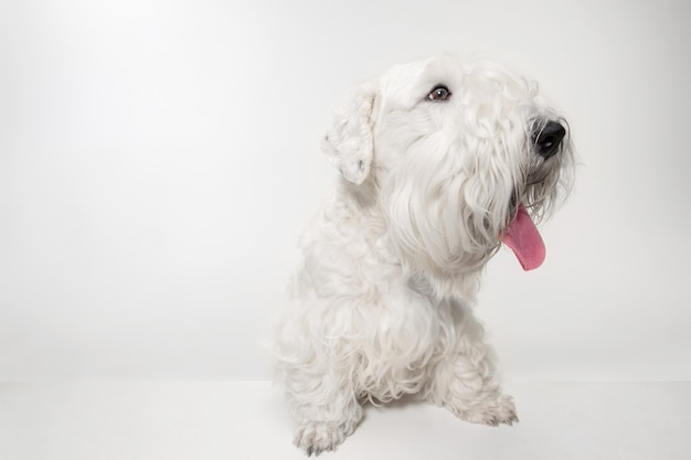 Cachorro de terrier arreglado con pelaje esponjoso. Lindo perrito blanco o mascota está jugando y corriendo aislado sobre fondo blanco.