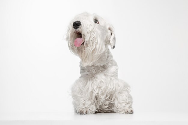 Cachorro de terrier arreglado con pelaje esponjoso. Lindo perrito blanco o mascota está jugando y corriendo. Espacio negativo para insertar su texto o imagen.