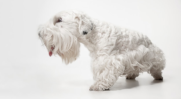 Cachorro de terrier arreglado con pelaje esponjoso