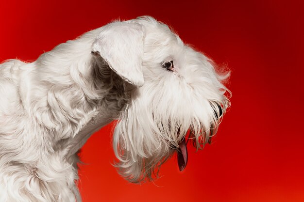 Cachorro de terrier arreglado con pelaje esponjoso