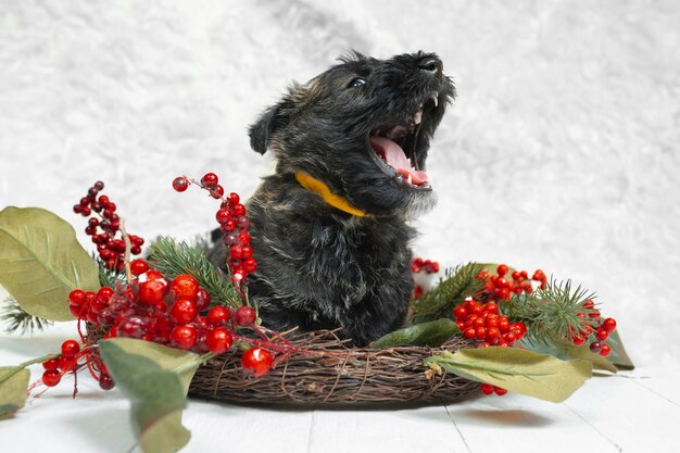 Cachorro de terrier escocés en la pared blanca