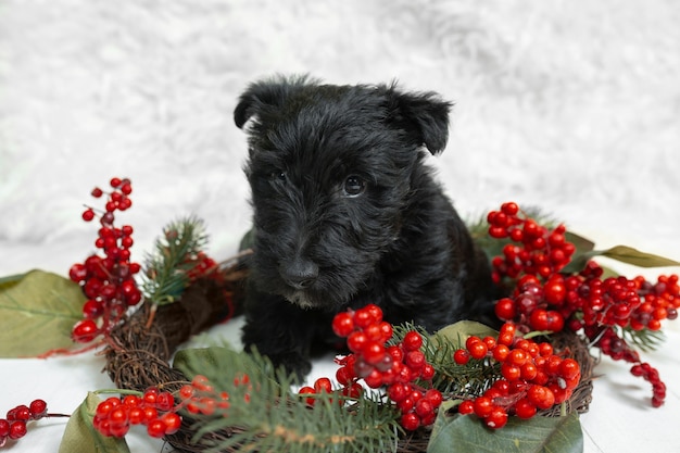 Cachorro de terrier escocés posando. Lindo perrito negro o mascota jugando con decoración de Navidad y año nuevo. Se ve lindo. Foto de estudio. Concepto de vacaciones, tiempo festivo, humor de invierno. Espacio negativo.