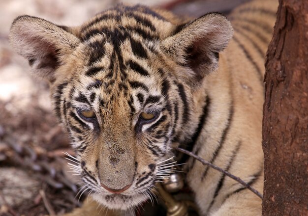 Cachorro de tigre