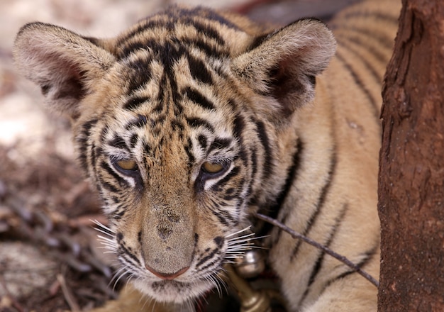 Cachorro de tigre