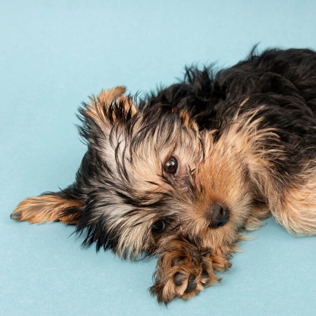 Cachorro de yorkshire terrier lindo pero soñoliento en el suelo