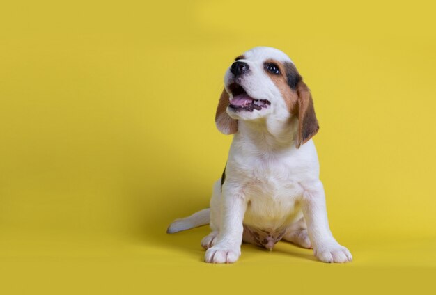 Los cachorros de beagle bostezaron vieron la lengua