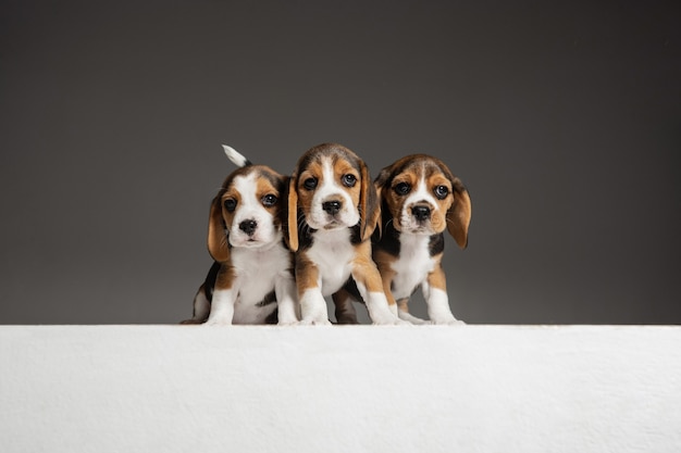 Los cachorros beagle tricolor están planteando. Lindos perritos blancos-braun-negros o mascotas jugando sobre fondo gris.