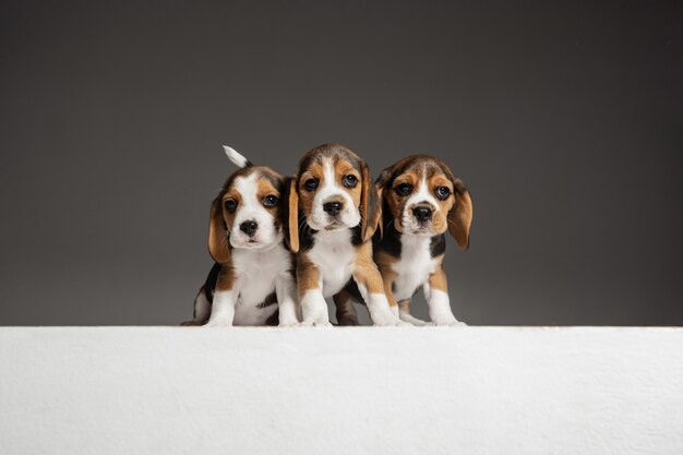 Los cachorros beagle tricolor están planteando. Lindos perritos blancos-braun-negros o mascotas jugando sobre fondo gris.