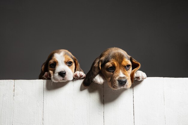 Los cachorros beagle tricolor están planteando. Lindos perritos blancos-braun-negros o mascotas jugando sobre fondo gris.