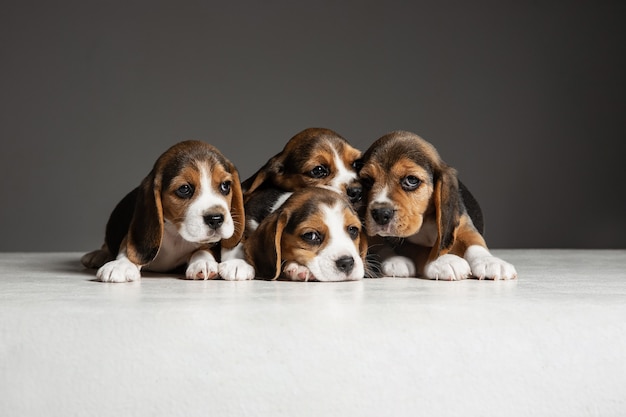 Los cachorros beagle tricolor están planteando. Lindos perritos o mascotas de color blanco-braun-negro jugando en la pared gris. Luce atento y juguetón. Concepto de movimiento, movimiento, acción. Espacio negativo.