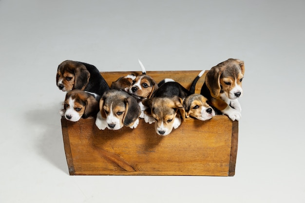 Foto gratuita cachorros beagle tricolor están posando en caja de madera. lindos perritos o mascotas jugando en la pared blanca. mire atento y juguetón. concepto de movimiento, movimiento, acción. espacio negativo.