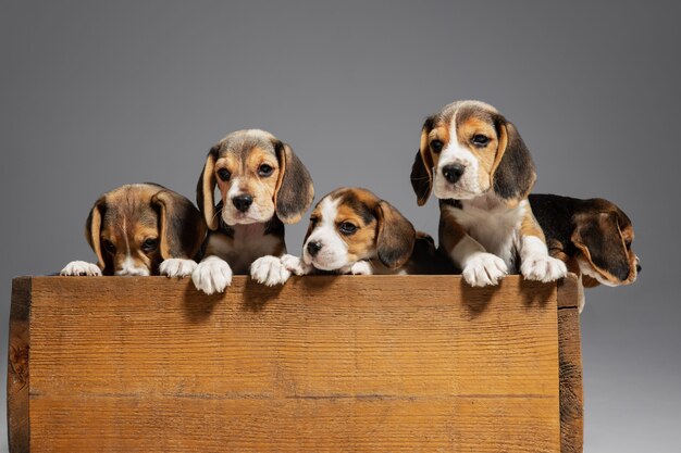 Cachorros Beagle tricolor están posando en caja de madera. Lindos perritos o mascotas jugando en la pared gris. Luce atento y juguetón. Concepto de movimiento, movimiento, acción. Espacio negativo.