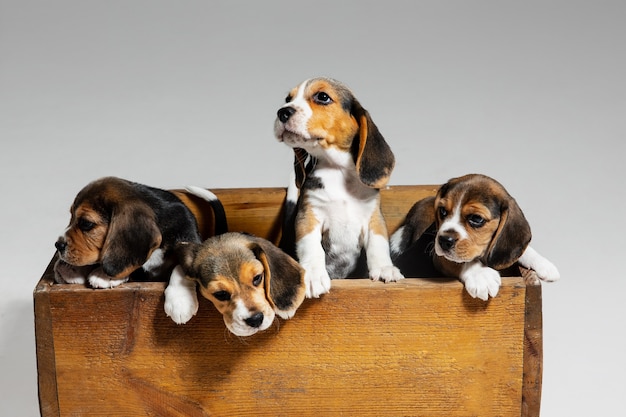 Cachorros Beagle tricolor están posando en caja de madera. Lindos perritos o mascotas jugando sobre fondo blanco.