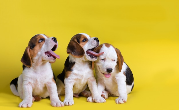 Cachorros beagles bostezando