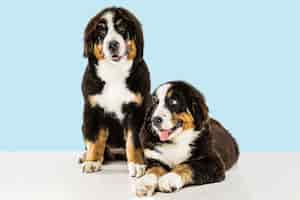 Foto gratuita cachorros berner sennenhund en azul