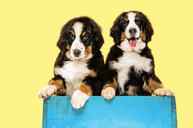 Cachorros de Berner sennenhund en pared amarilla