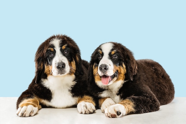 Cachorros berner sennenhund posando